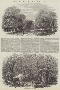 El Nuevo Bosque